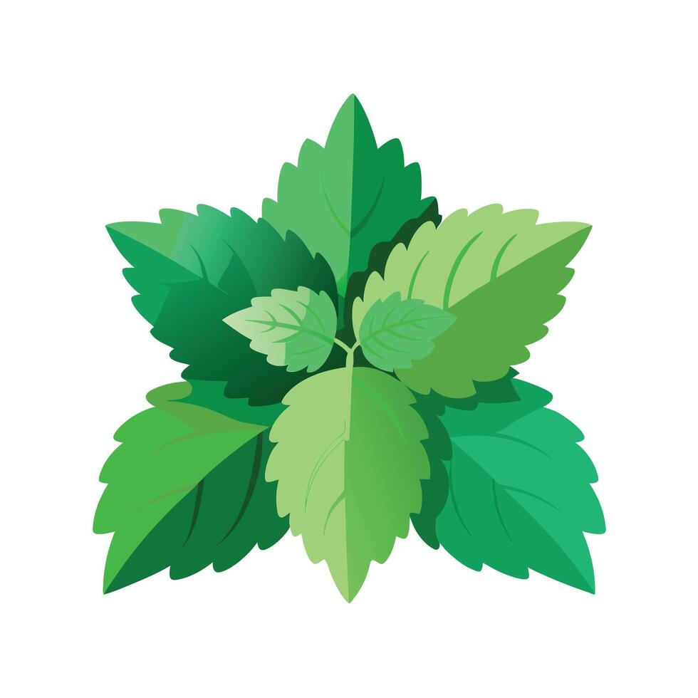 Realistic Beautiful Leaves Illustration vector