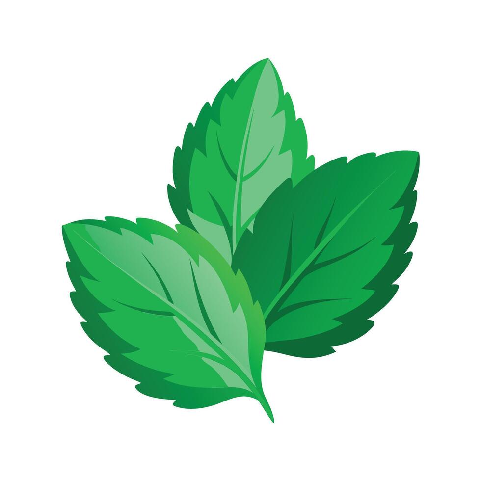 Realistic Beautiful Leaves Illustration vector
