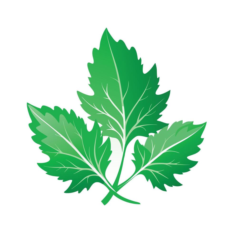 Realistic Beautiful Leaves Illustration vector