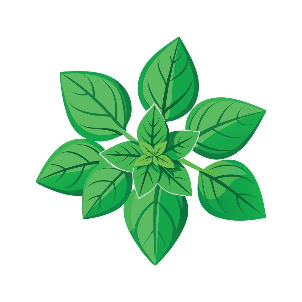 Realistic Beautiful Leaves Illustration vector