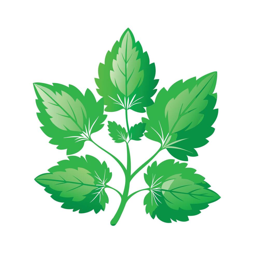Realistic Beautiful Leaves Illustration vector