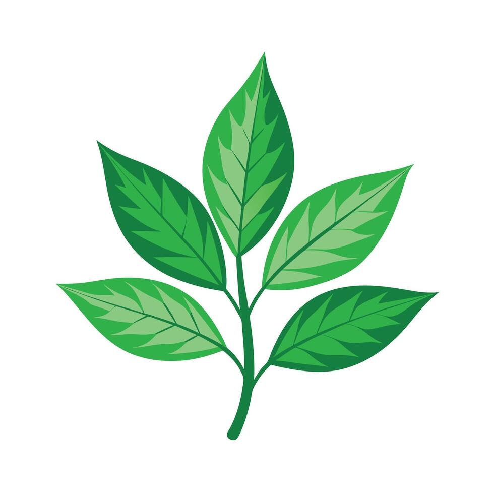 Realistic Beautiful Leaves Illustration vector