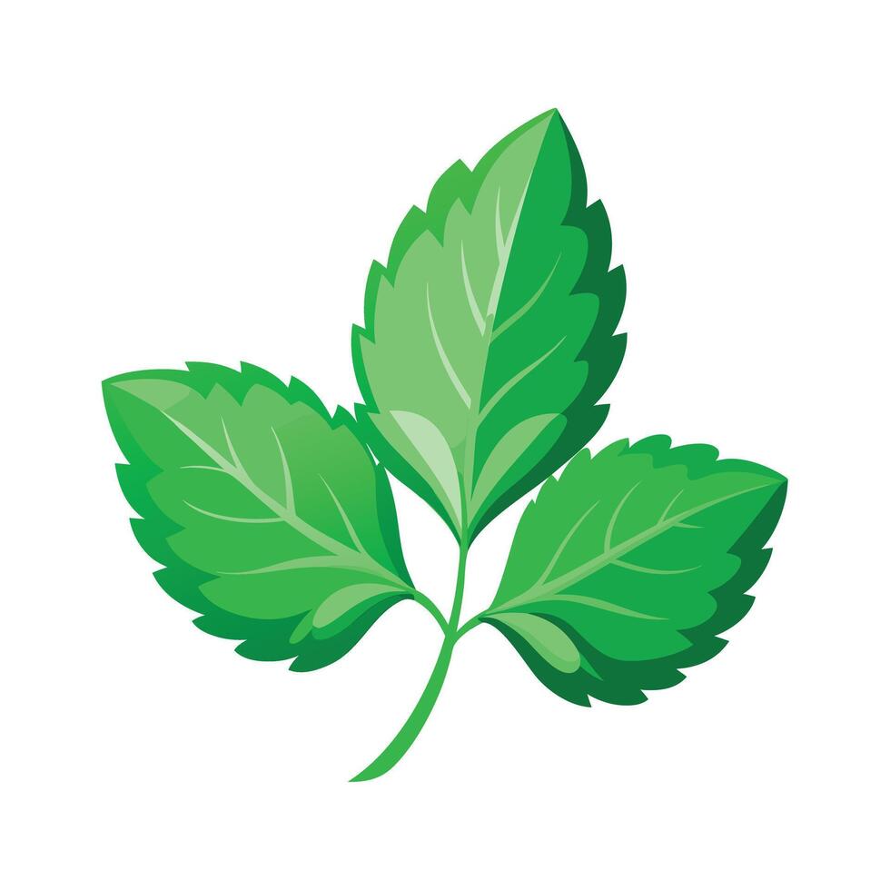 Realistic Beautiful Leaves Illustration vector