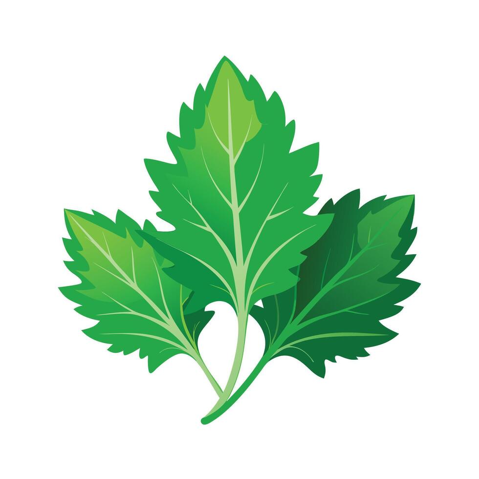 Realistic Beautiful Leaves Illustration vector