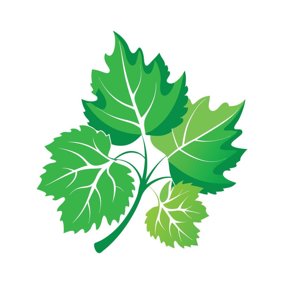 Realistic Beautiful Leaves Illustration vector