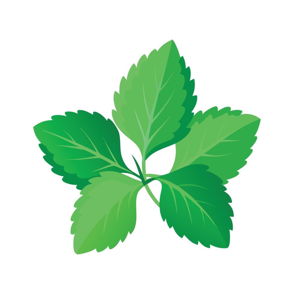 Realistic Beautiful Leaves Illustration vector