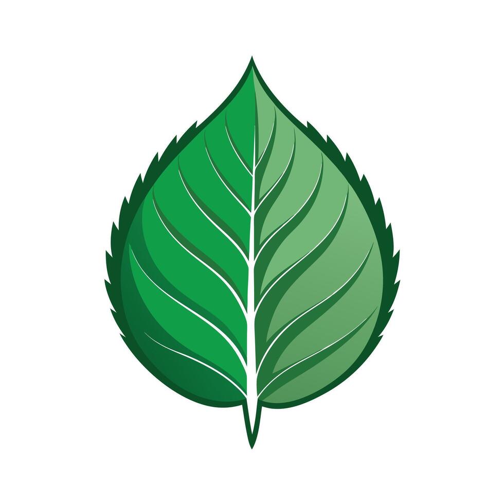 Realistic Beautiful Leaves Illustration vector