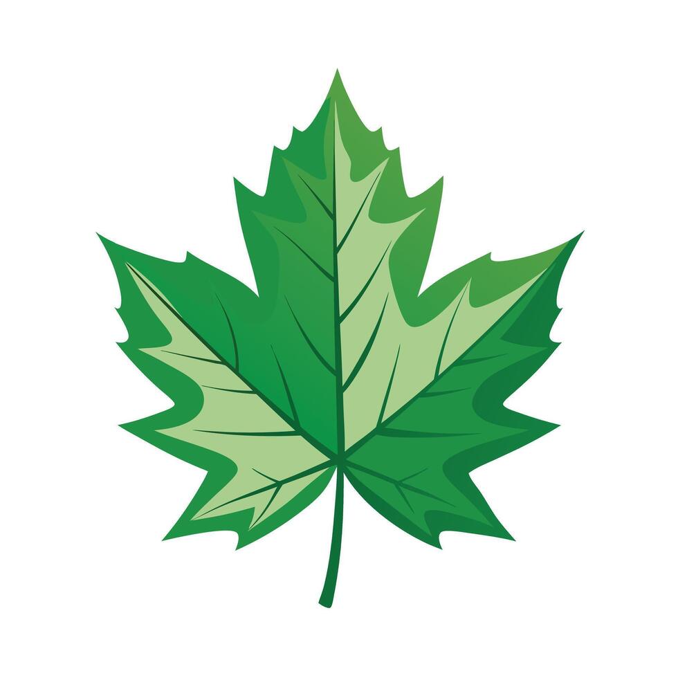 Realistic Beautiful Leaves Illustration vector