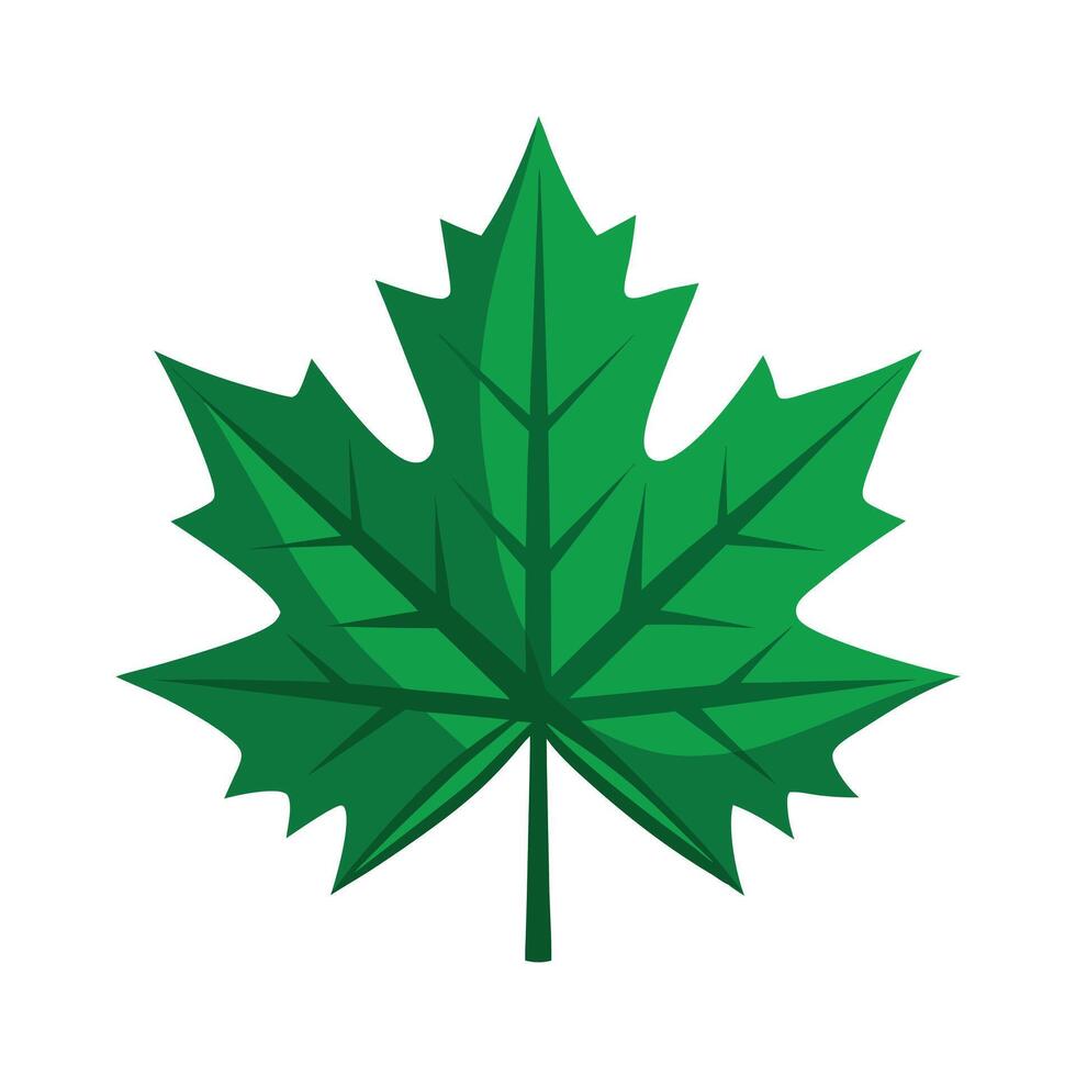 Realistic Beautiful Leaves Illustration vector