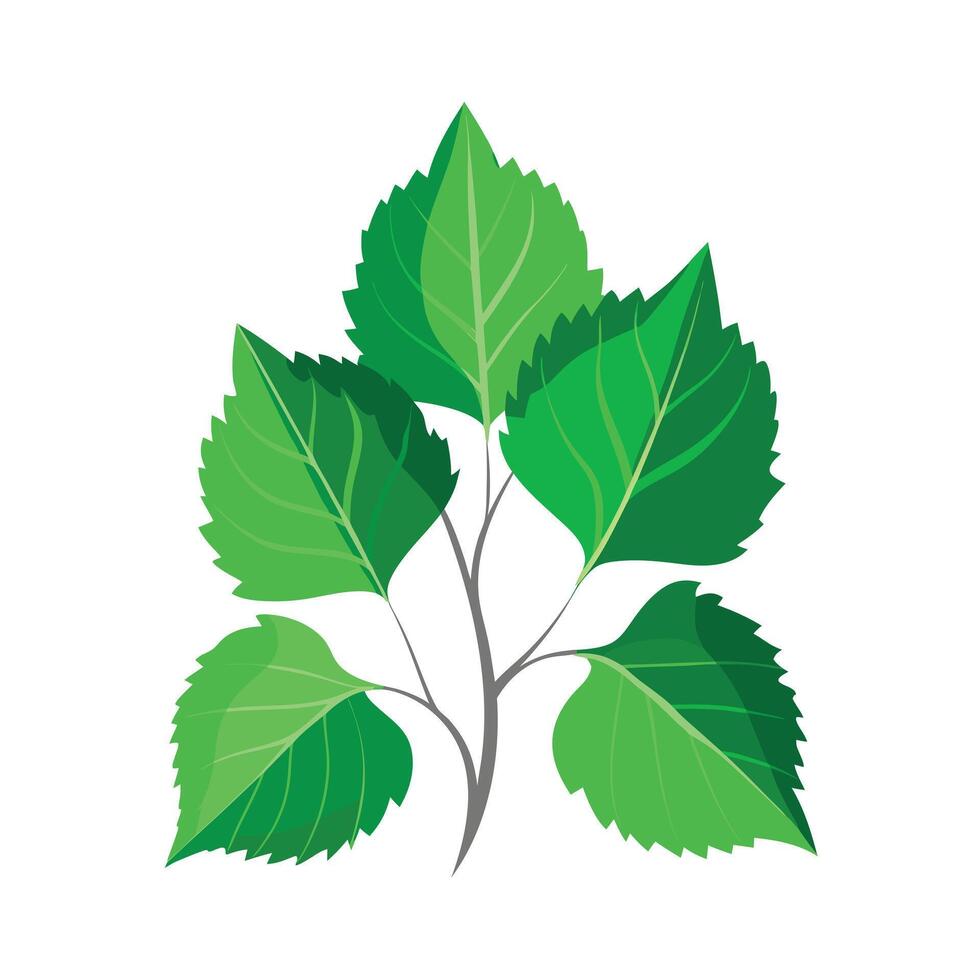 Realistic Beautiful Leaves Illustration vector