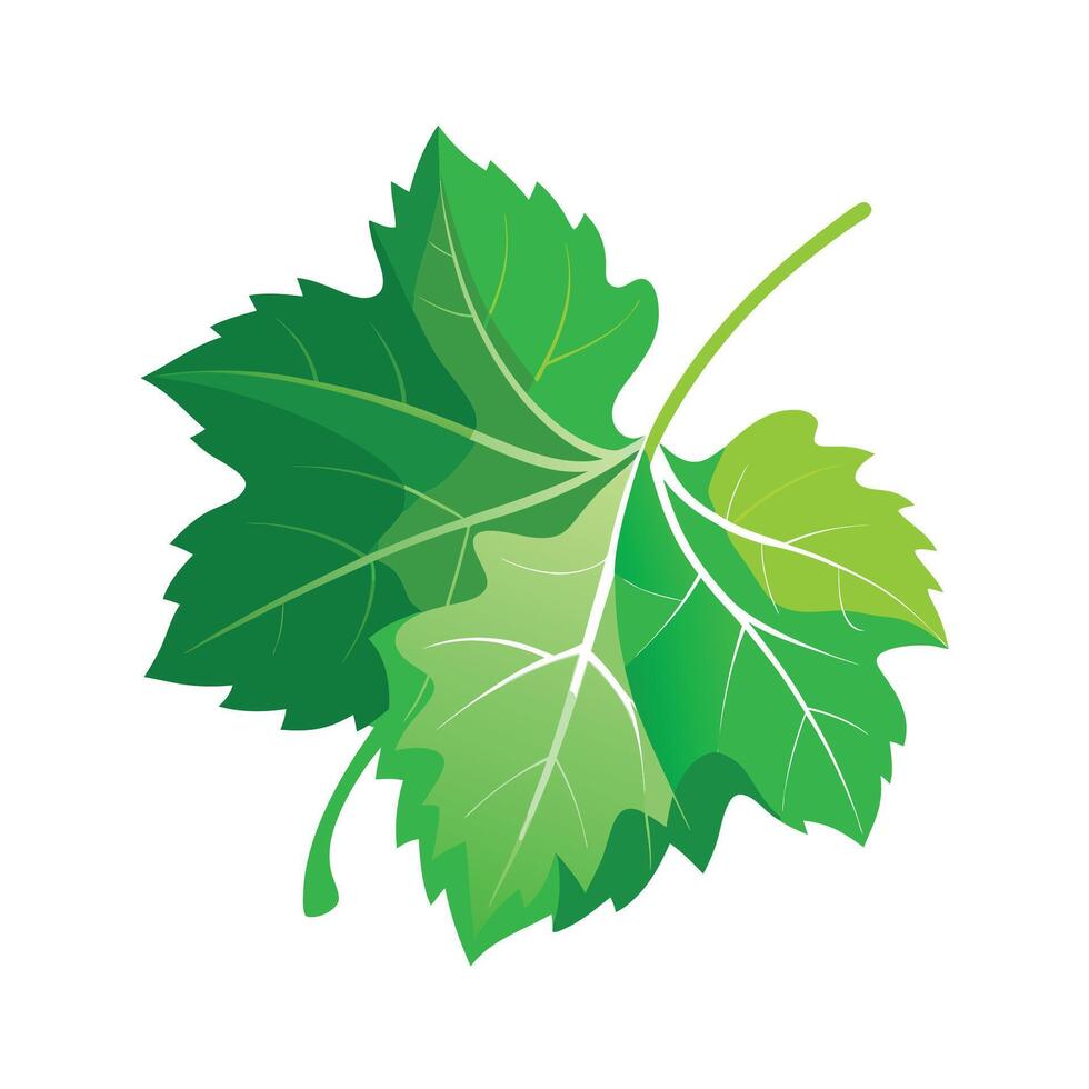 Realistic Beautiful Leaves Illustration vector