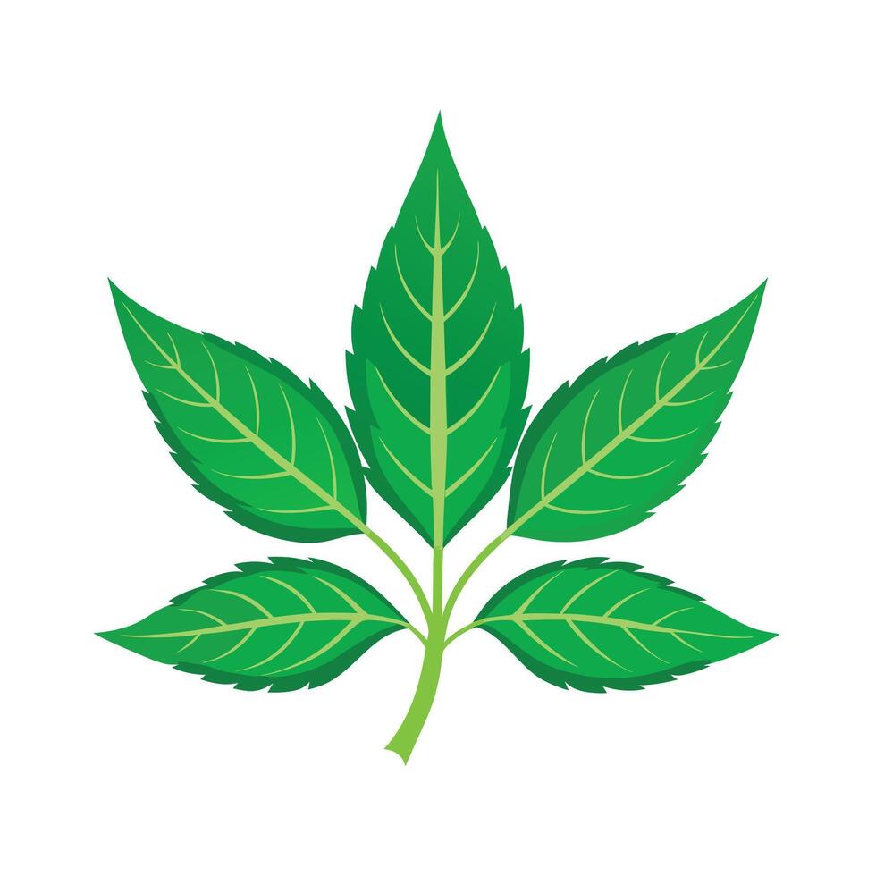Realistic Beautiful Leaves Illustration vector