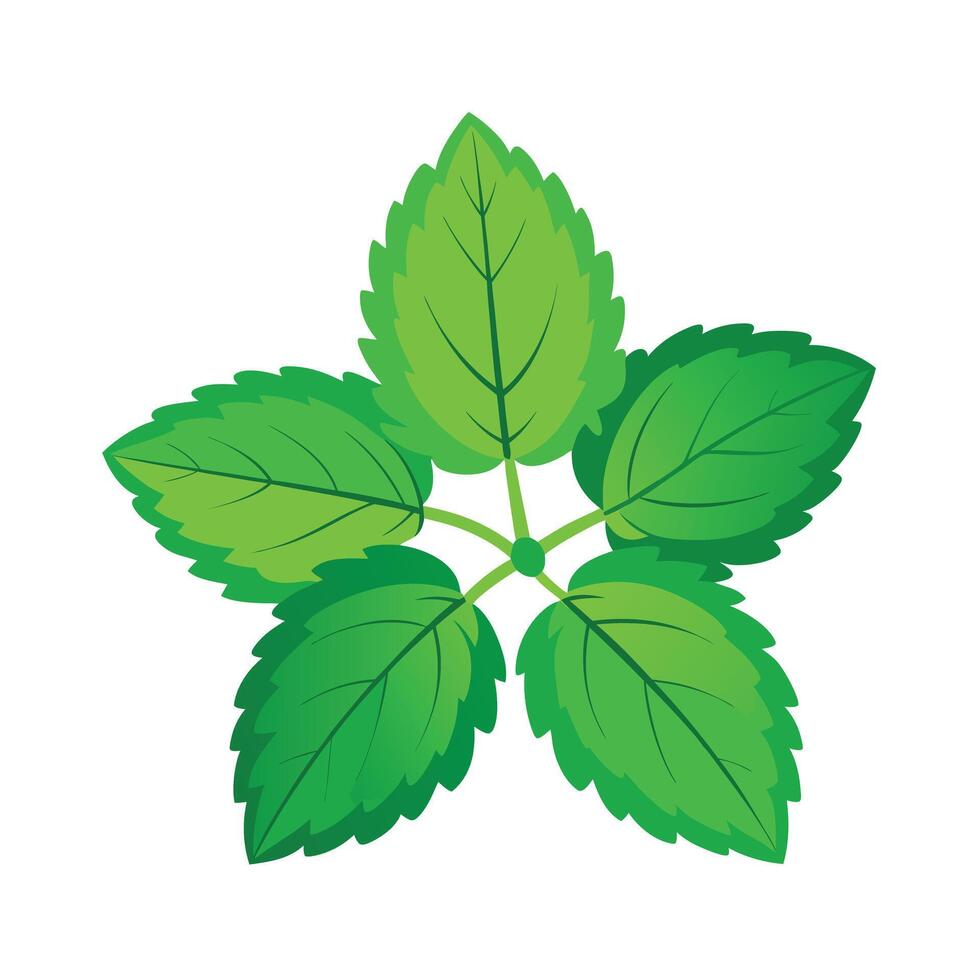 Realistic Beautiful Leaves Illustration vector