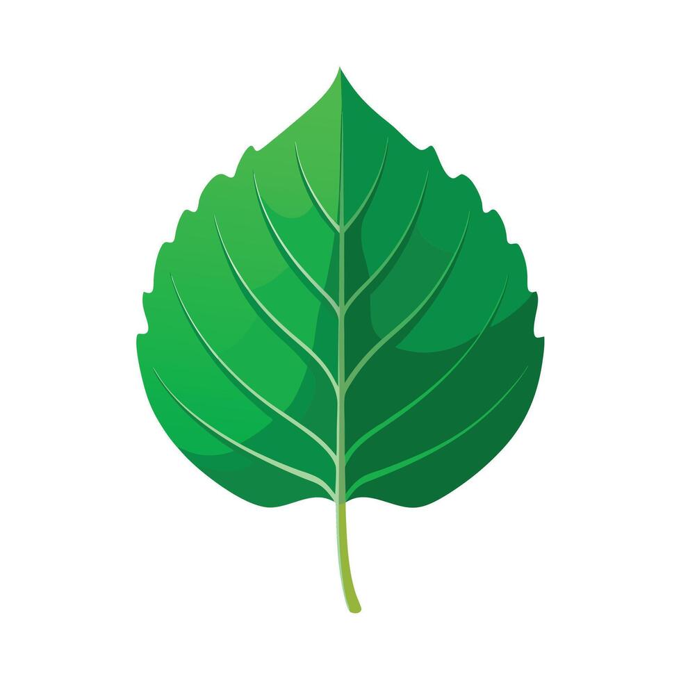 Realistic Beautiful Leaves Illustration vector