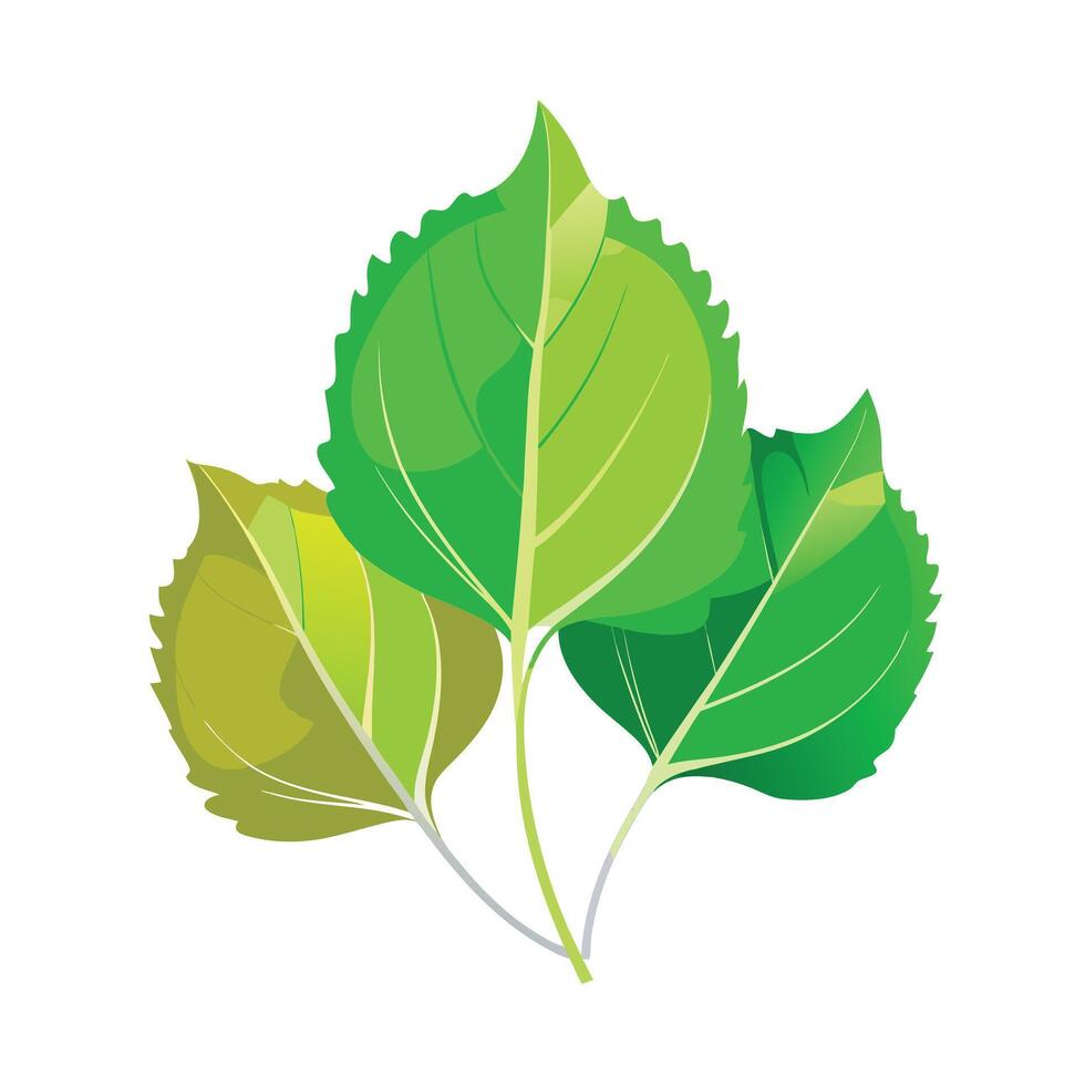Realistic Beautiful Leaves Illustration vector