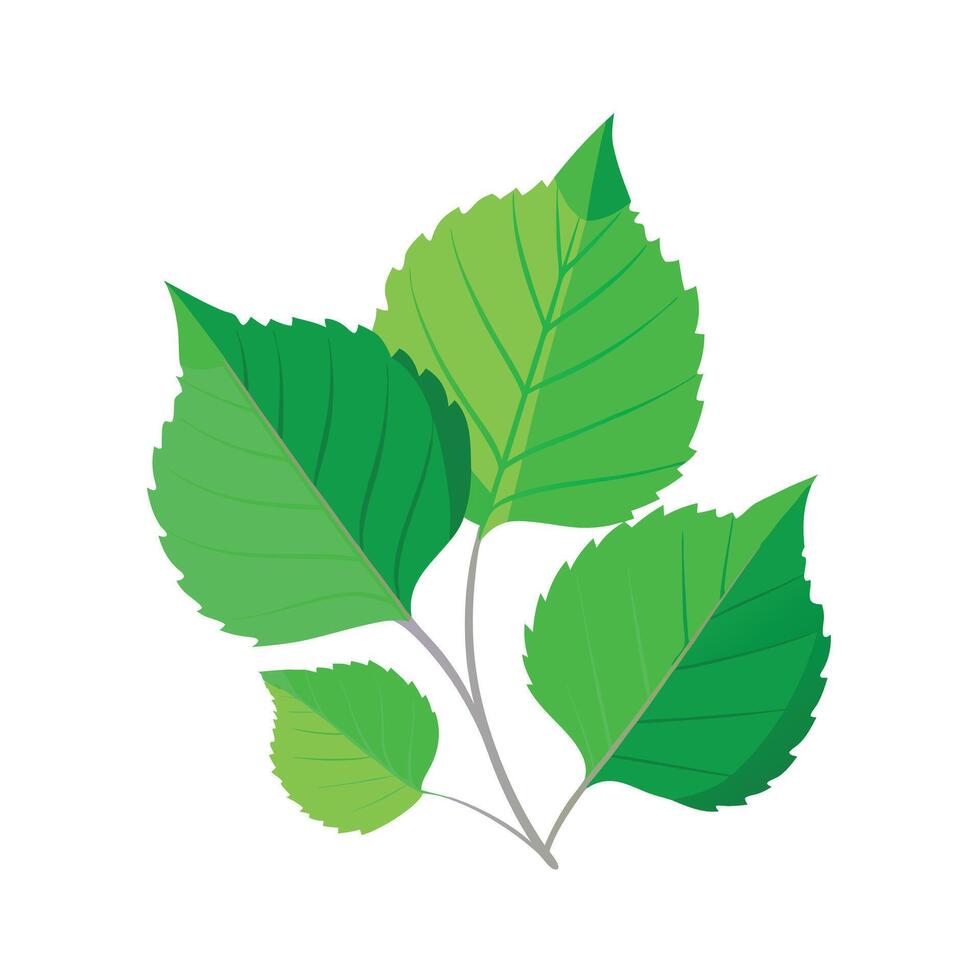 Realistic Beautiful Leaves Illustration vector