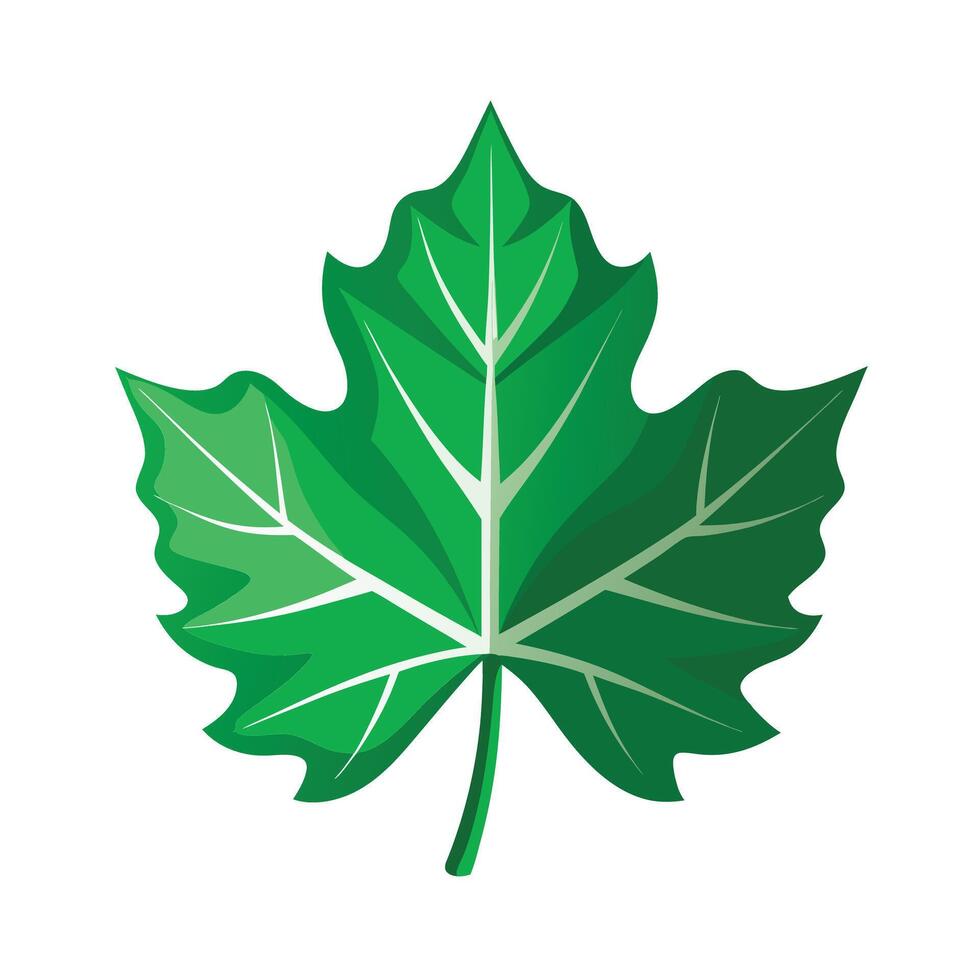 Realistic Beautiful Leaves Illustration vector
