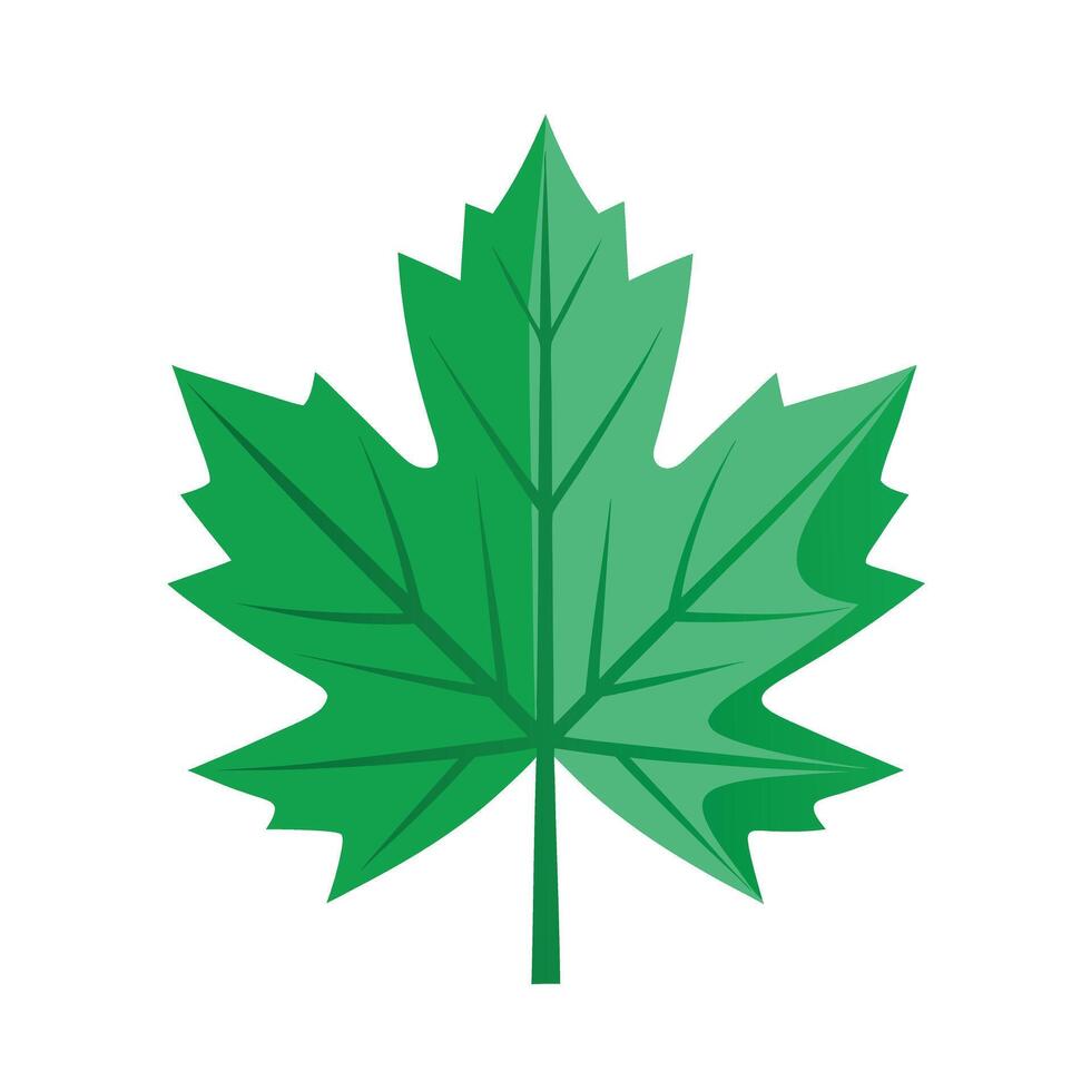 Realistic Beautiful Leaves Illustration vector