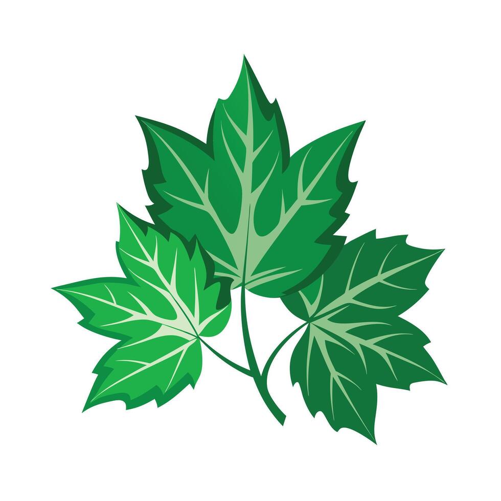 Realistic Beautiful Leaves Illustration vector