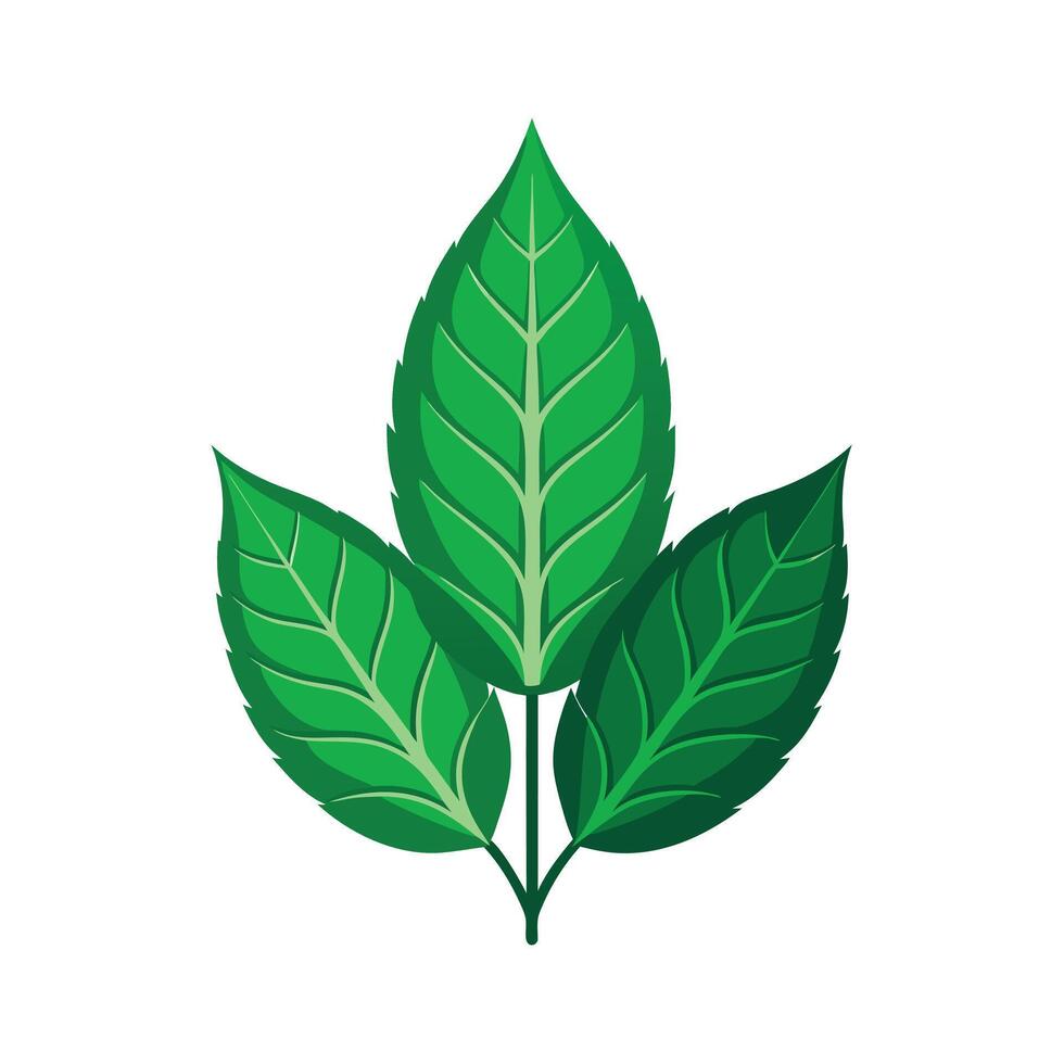 Realistic Beautiful Leaves Illustration vector