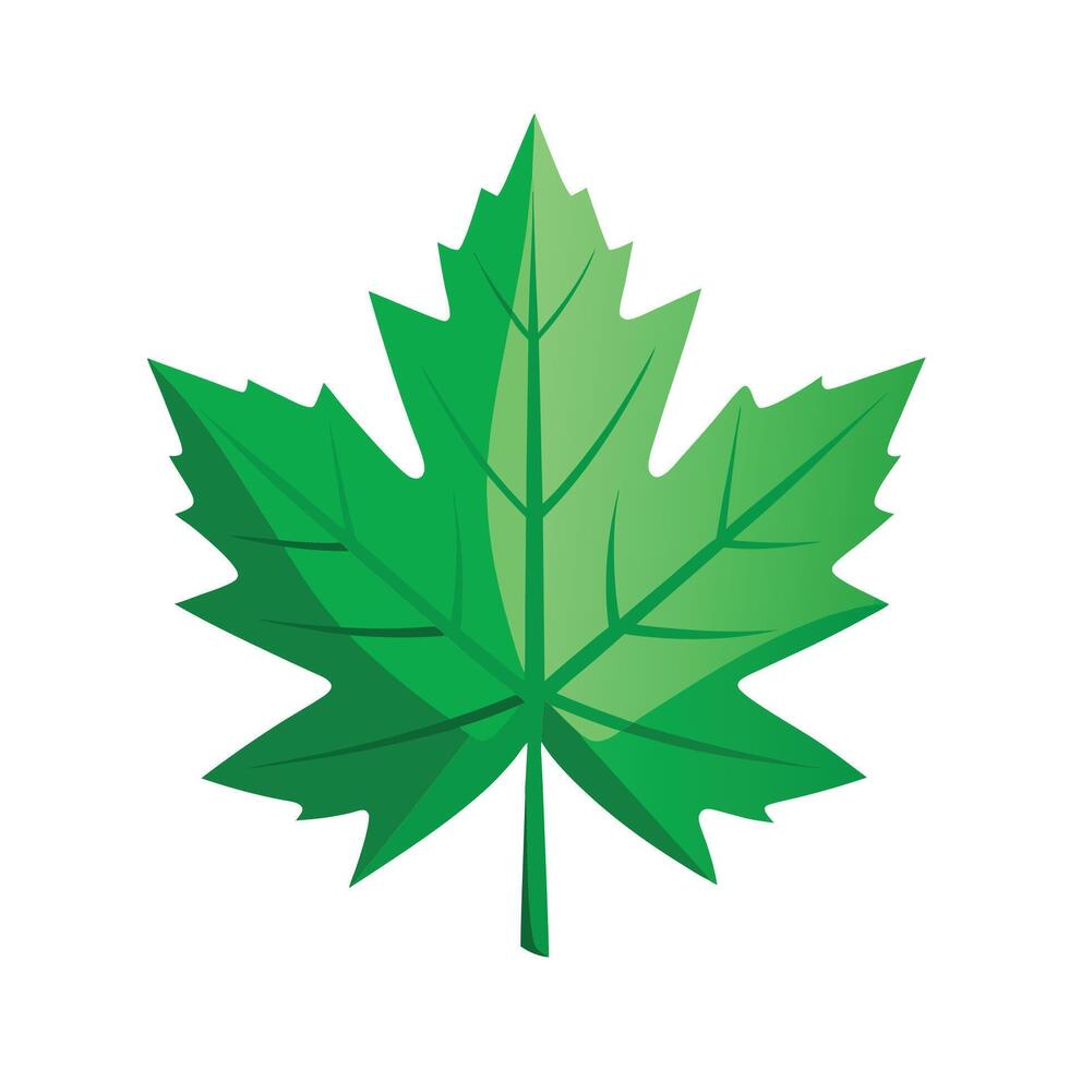 Realistic Beautiful Leaves Illustration vector