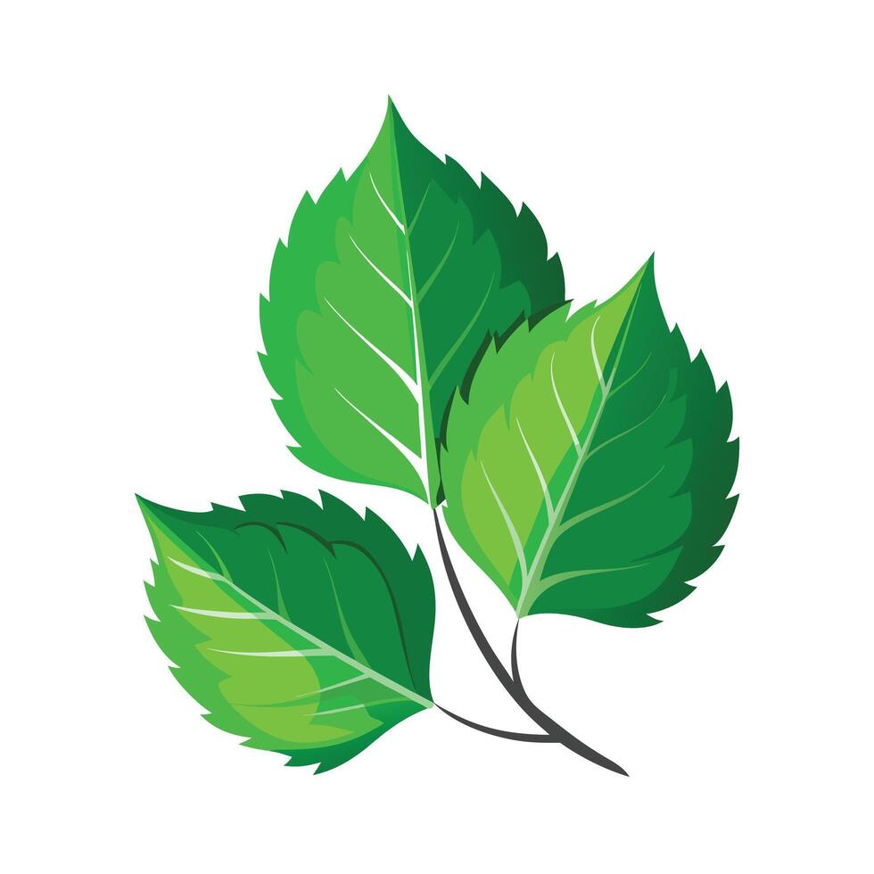 Realistic Beautiful Leaves Illustration vector