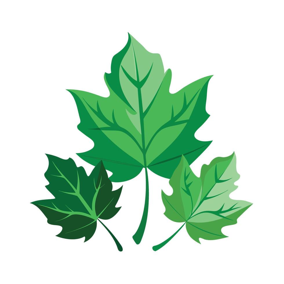 Realistic Beautiful Leaves Illustration vector