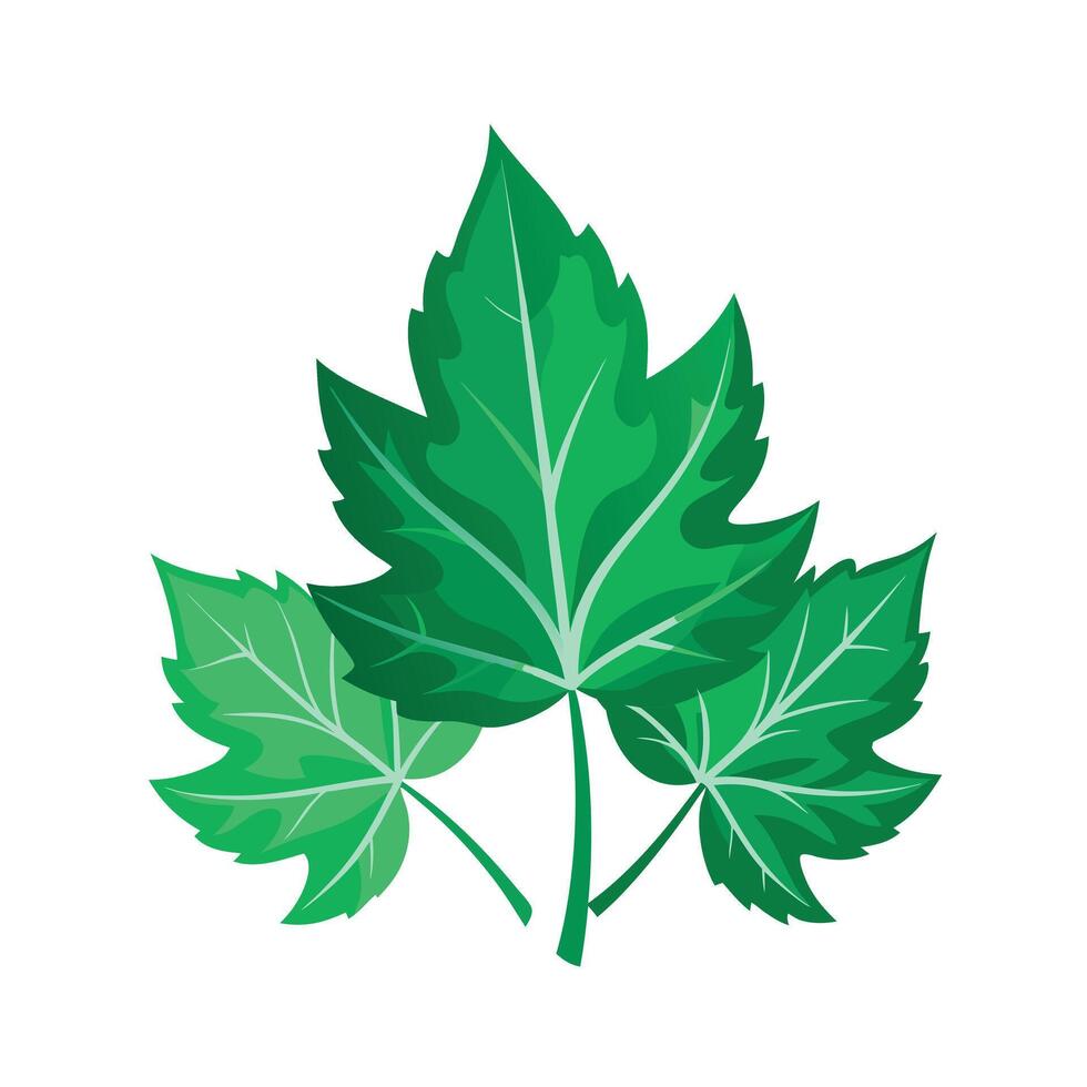 Realistic Beautiful Leaves Illustration vector