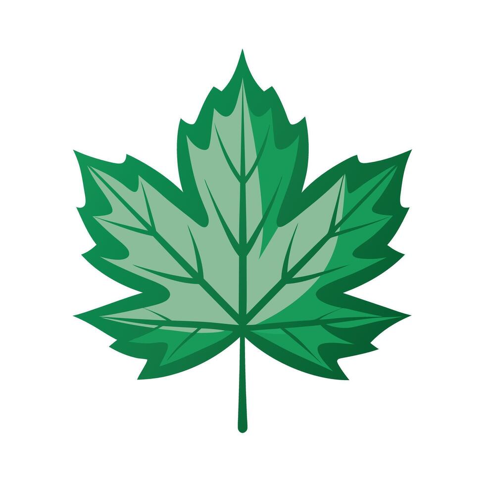 Realistic Beautiful Leaves Illustration vector