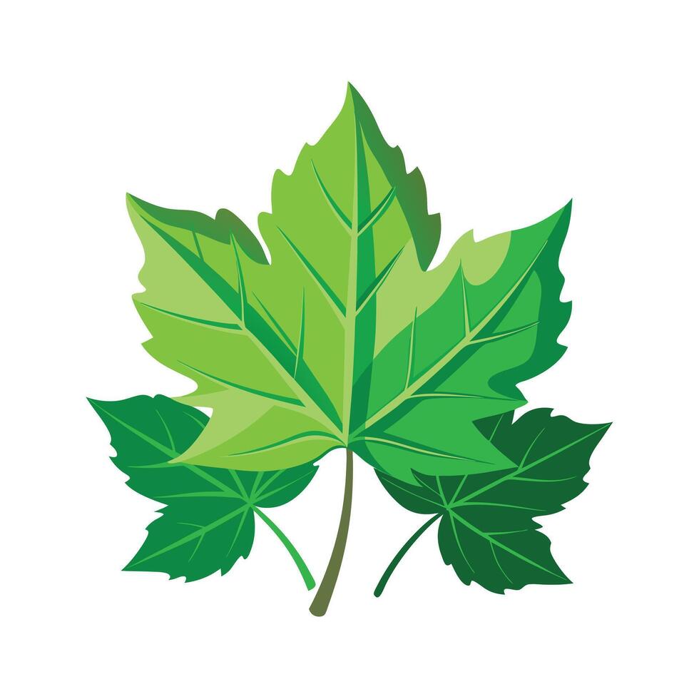 Realistic Beautiful Leaves Illustration vector