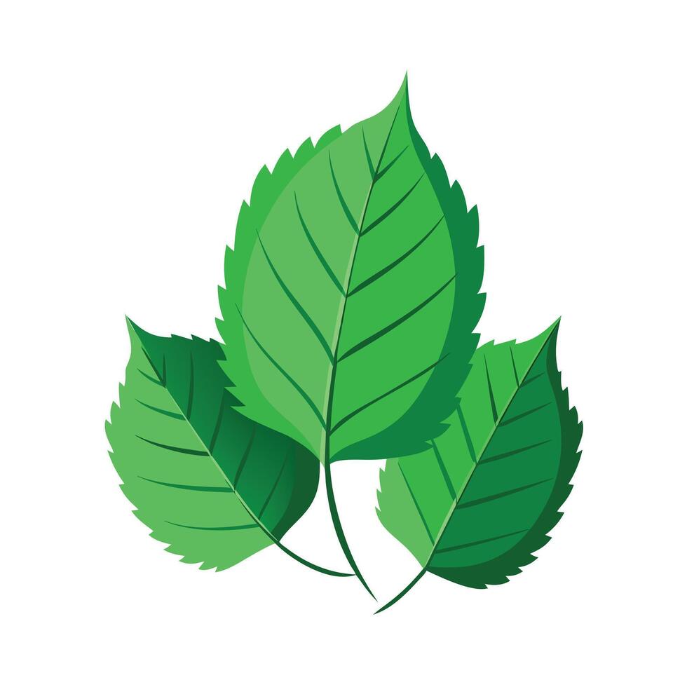 Realistic Beautiful Leaves Illustration vector