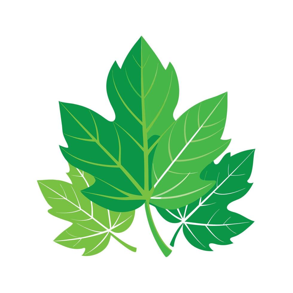Realistic Beautiful Leaves Illustration vector