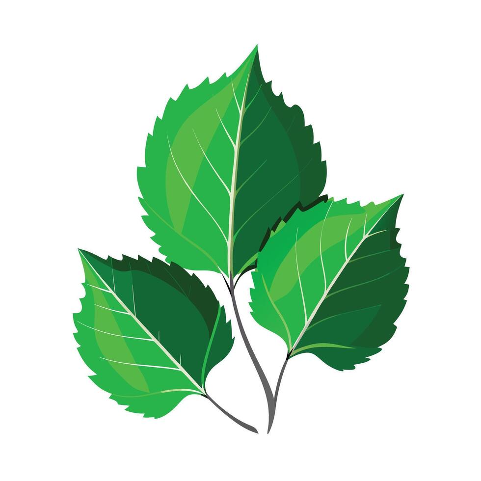 Realistic Beautiful Leaves Illustration vector