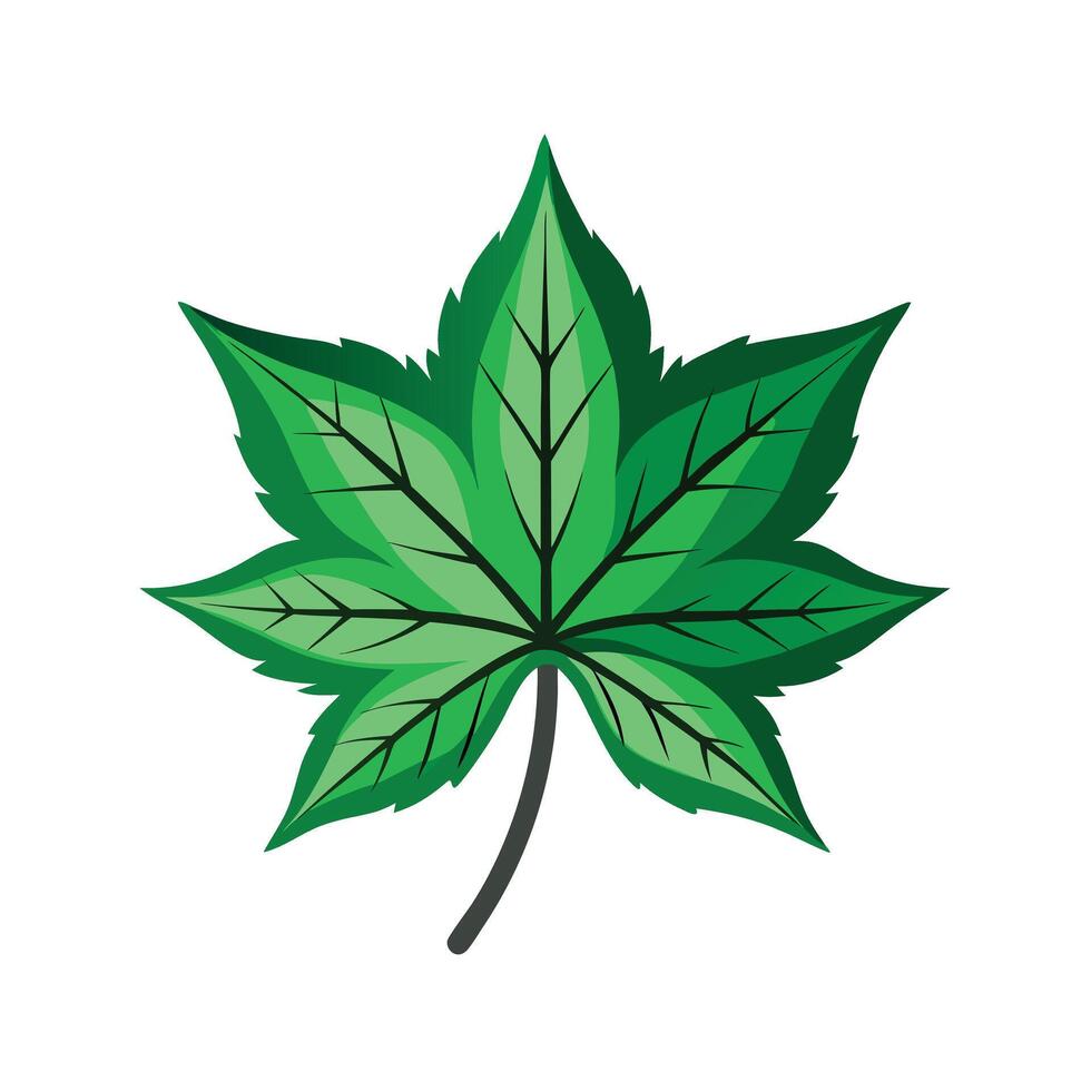 Realistic Beautiful Leaves Illustration vector