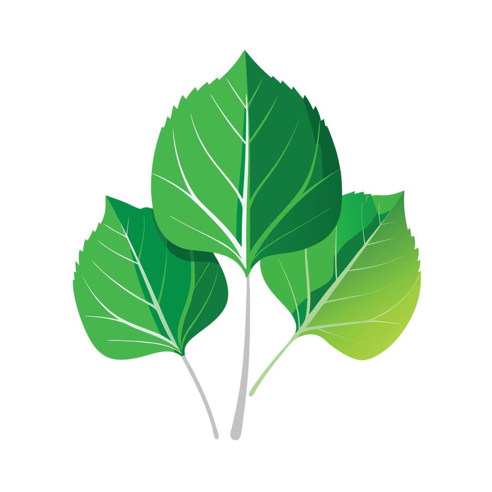 Realistic Beautiful Leaves Illustration vector