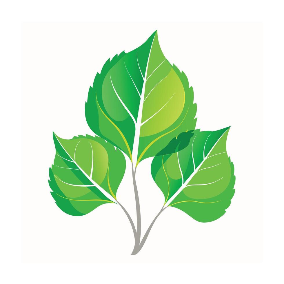 Realistic Beautiful Leaves Illustration vector