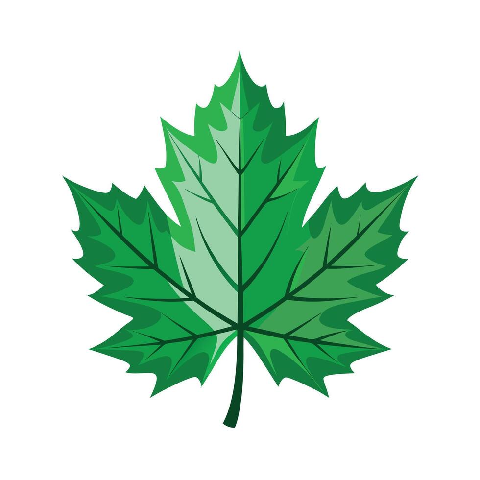Realistic Beautiful Leaves Illustration vector