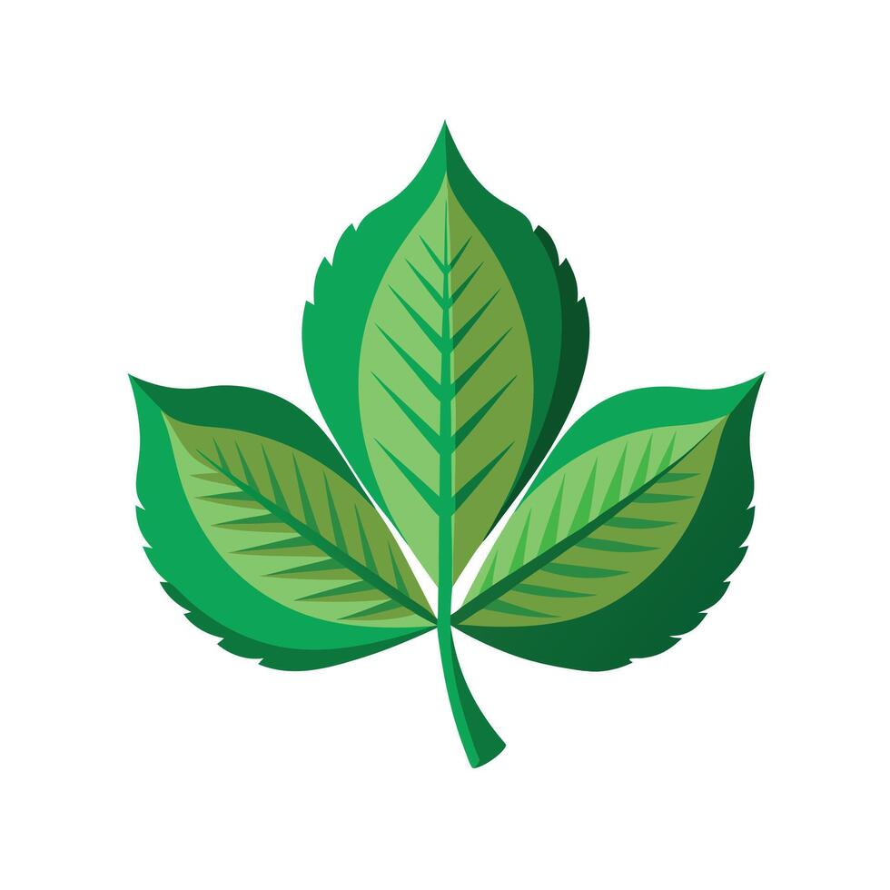 Realistic Beautiful Leaves Illustration vector