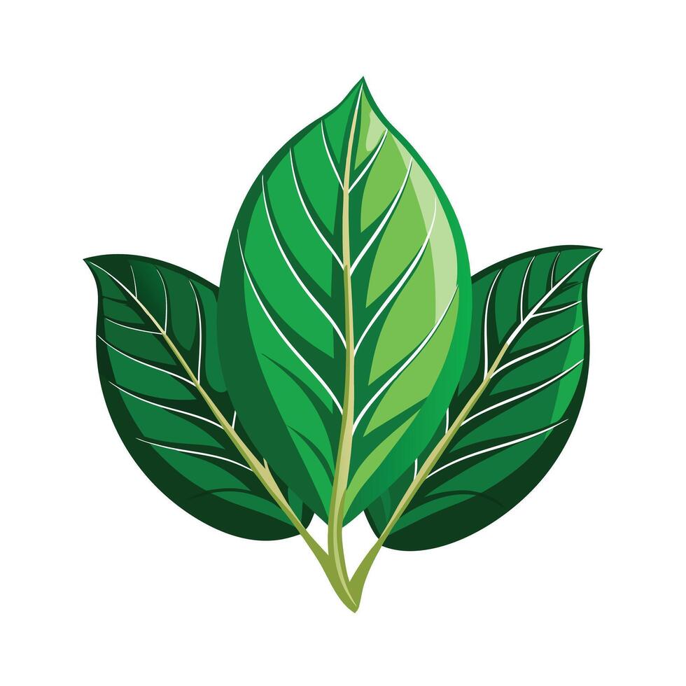 Realistic Beautiful Leaves Illustration vector