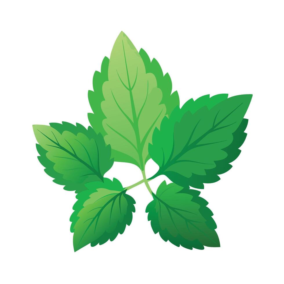 Realistic Beautiful Leaves Illustration vector