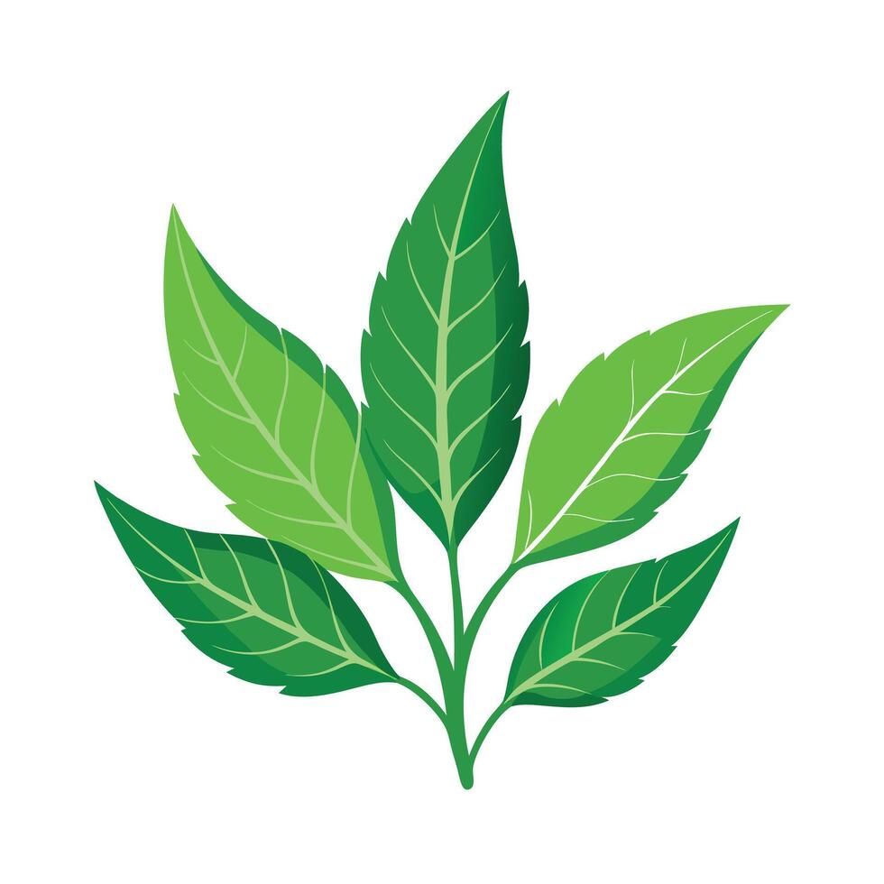 Realistic Beautiful Leaves Illustration vector