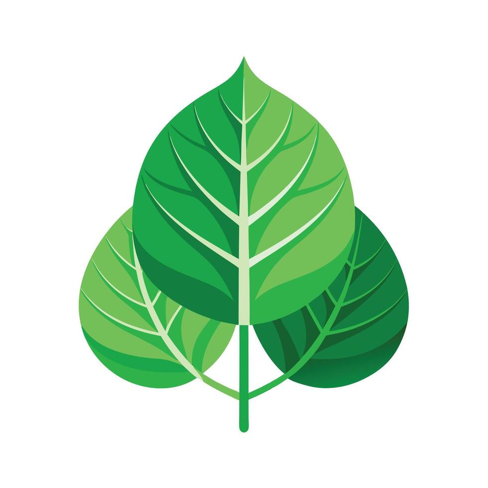 Realistic Beautiful Leaves Illustration vector