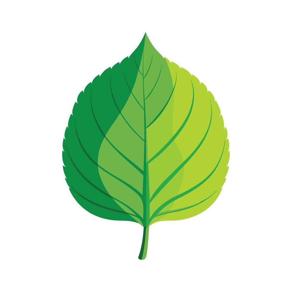 Realistic Beautiful Leaves Illustration vector