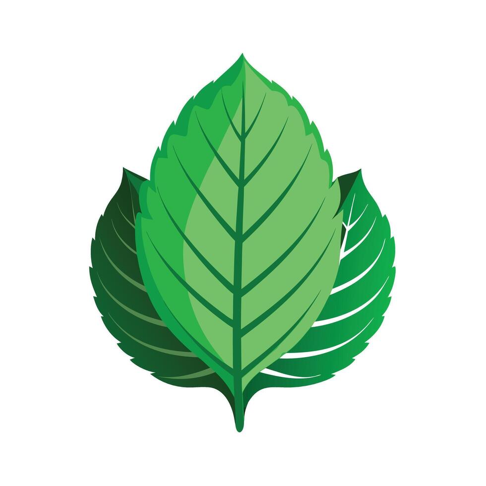 Realistic Beautiful Leaves Illustration vector