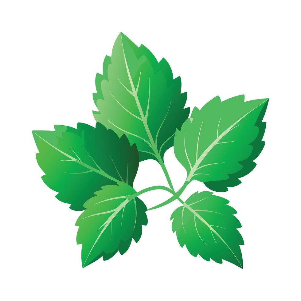 Realistic Beautiful Leaves Illustration vector