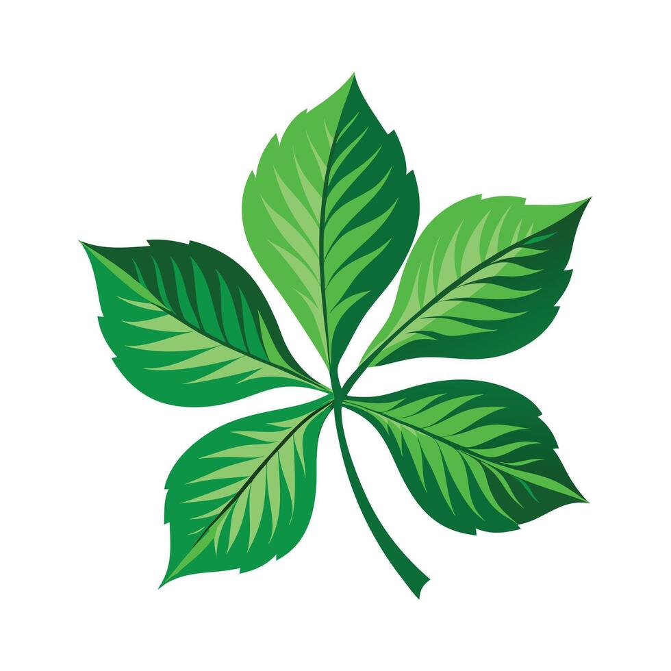 Realistic Beautiful Leaves Illustration vector