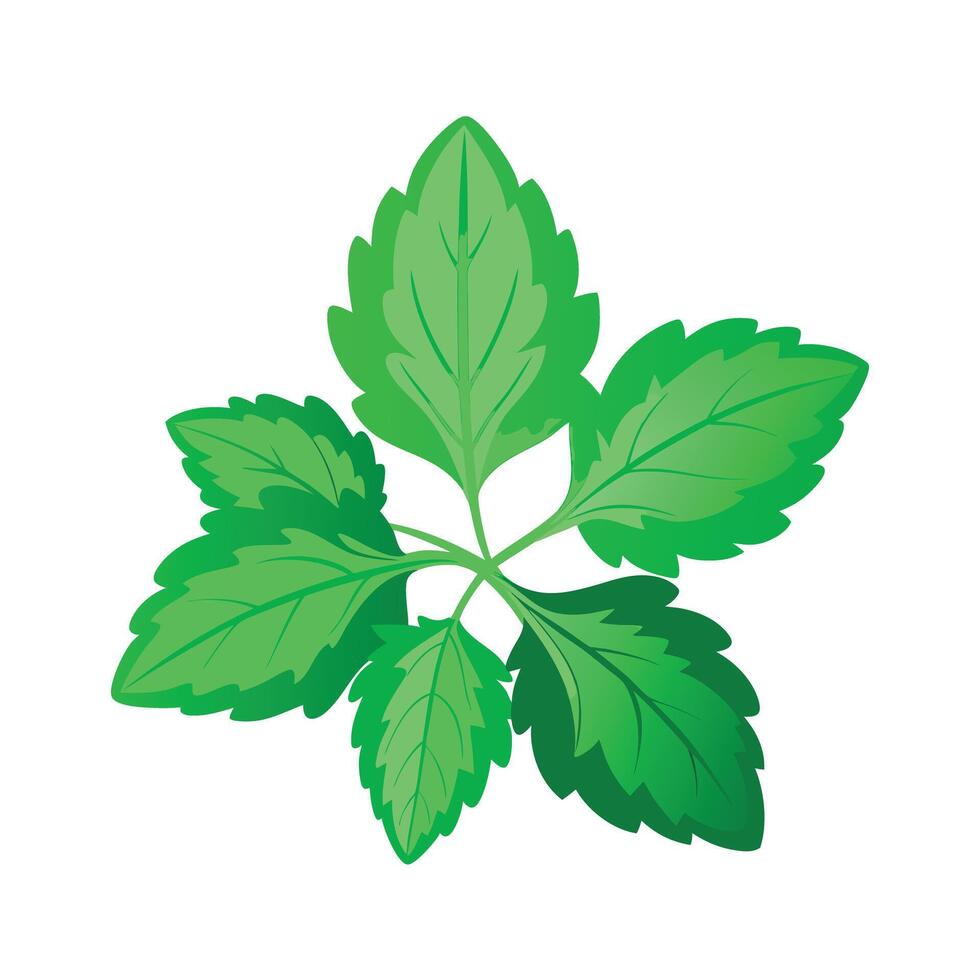 Realistic Beautiful Leaves Illustration vector