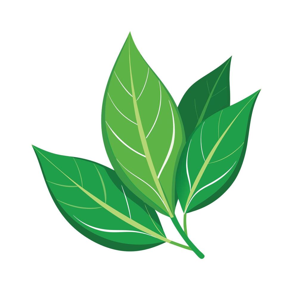 Realistic Beautiful Leaves Illustration vector