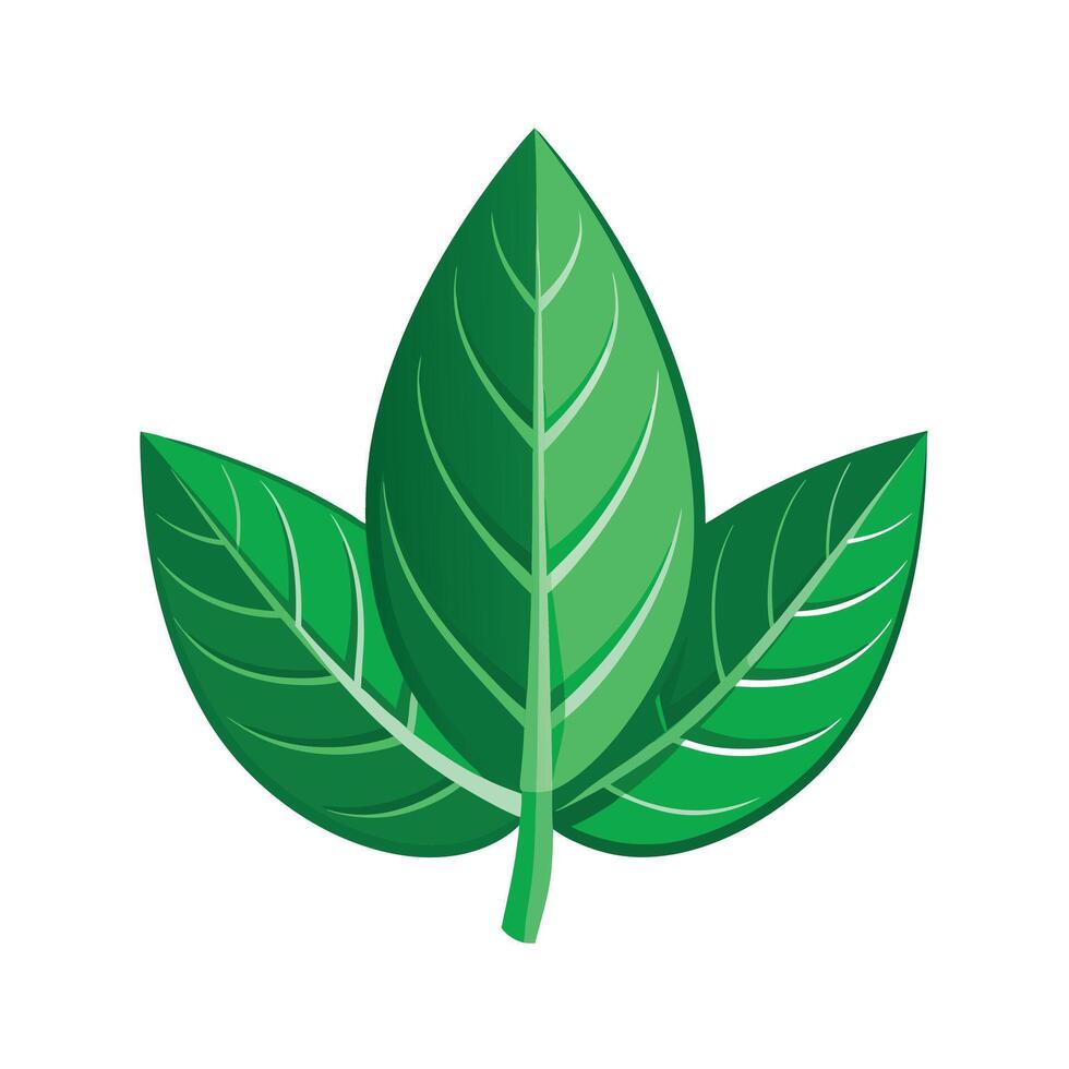 Realistic Beautiful Leaves Illustration vector