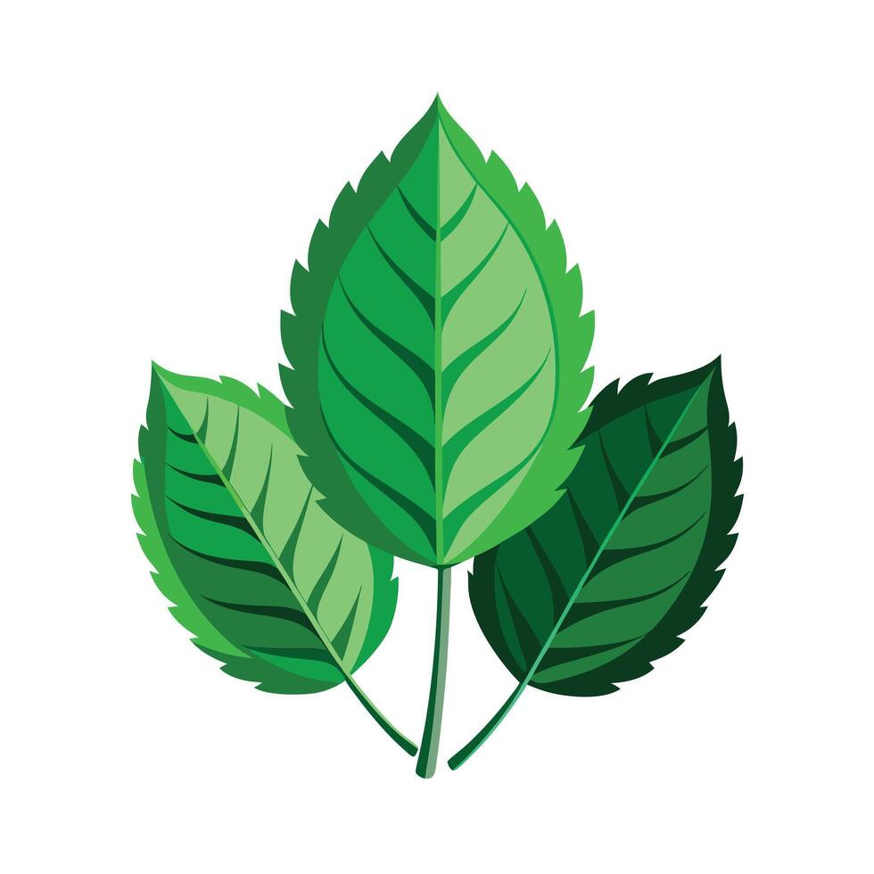 Realistic Beautiful Leaves Illustration vector
